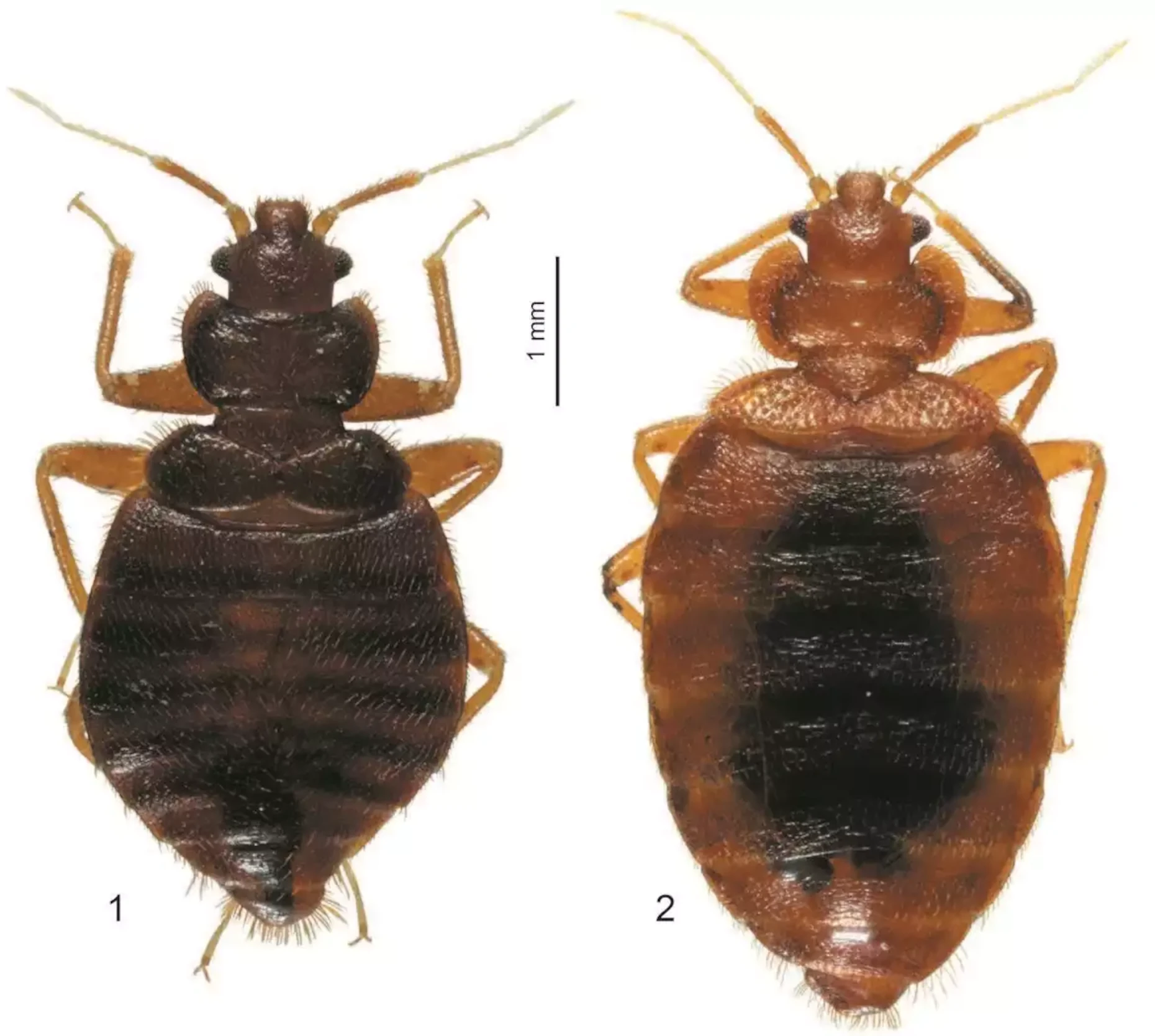 Comparaison : 1. Punaise tropicale (Cimex hemipterus) et 2. Punaise commune (Cimex lectularius)