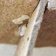 Œufs de punaises de lit blanchâtres et mues